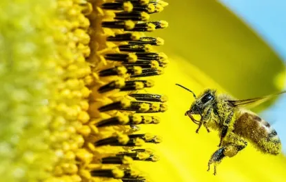 Пилок рослин